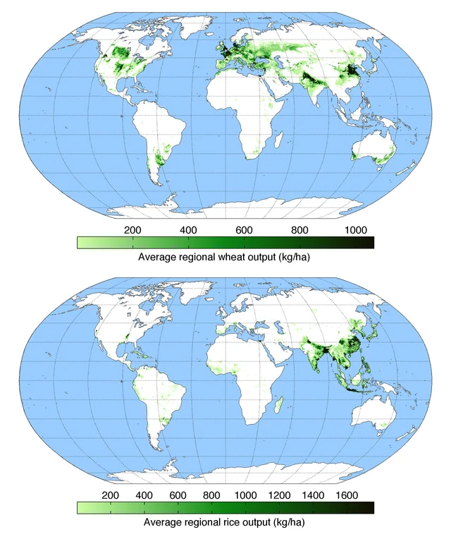 wheat-vs-rice-map-where-is-each-grown-in-the-world